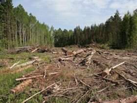 Вырубка деревьев. Фото: Игорь Гольдберг, Каспаров.Ru