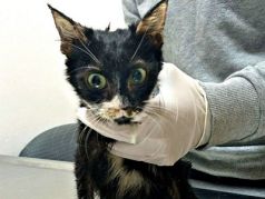 Кошка, освобожденная из 